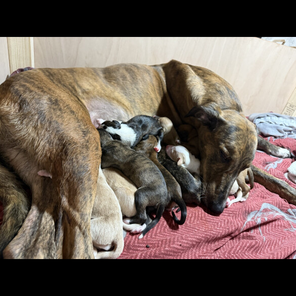 Lurcher - Both