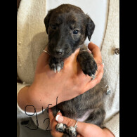 Lurcher - Both
