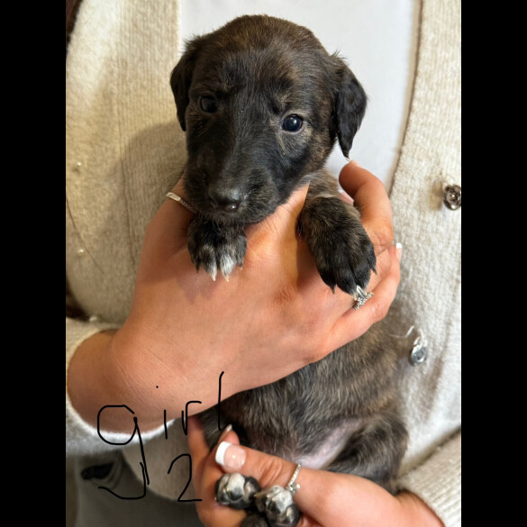 Lurcher - Both