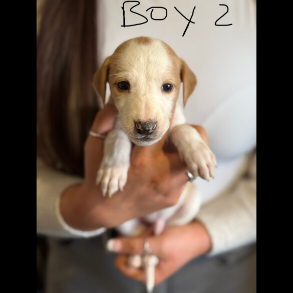 Lurcher - Both