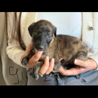 Lurcher - Both