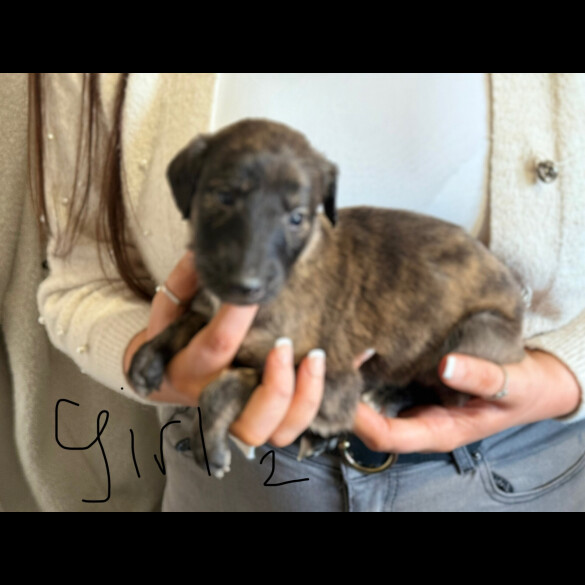 Lurcher - Both