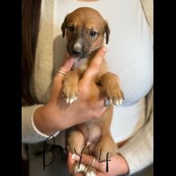 Lurcher - Both