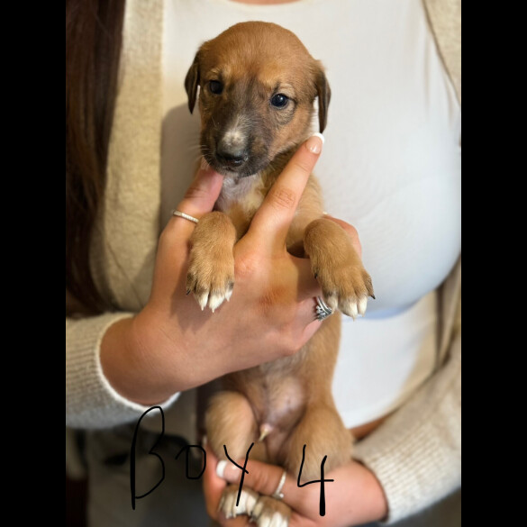Lurcher - Both