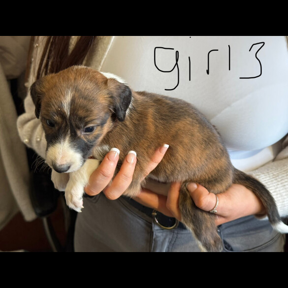 Lurcher - Both