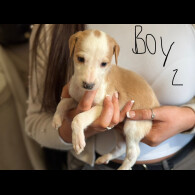 Lurcher - Both
