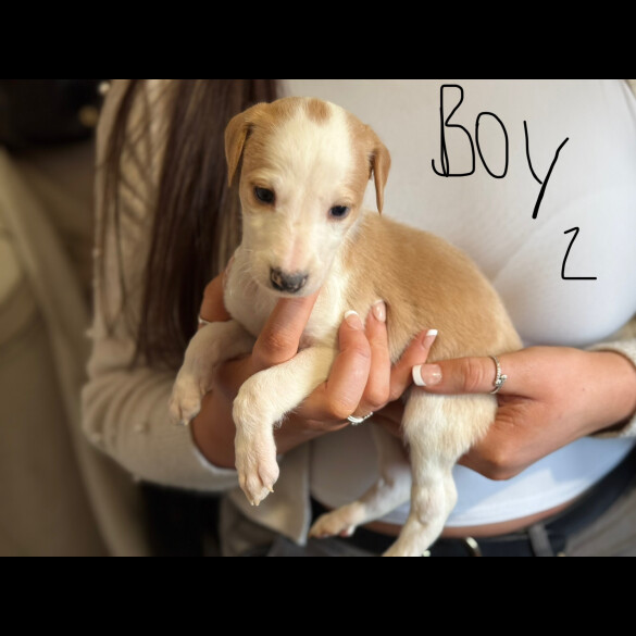 Lurcher - Both