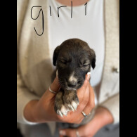 Lurcher - Both
