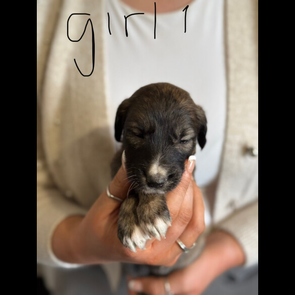 Lurcher - Both