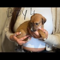 Lurcher - Both