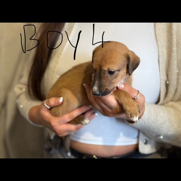 Lurcher - Both