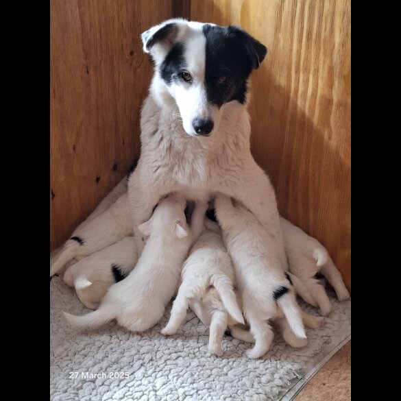 Mixed Breed - Both