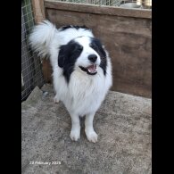 Mixed Breed - Both