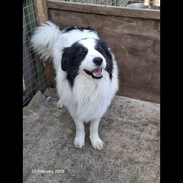 Mixed Breed - Both
