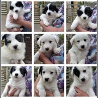 Mixed Breed - Both