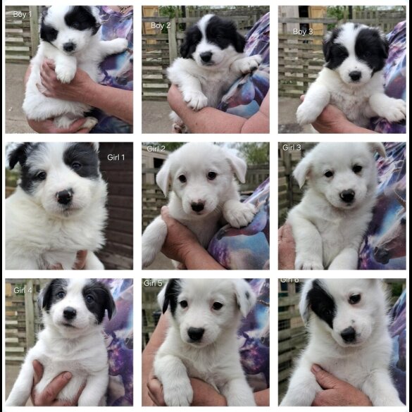 Mixed Breed - Both