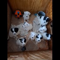 Mixed Breed - Both