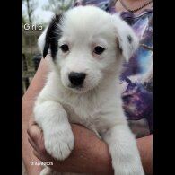 Mixed Breed - Both