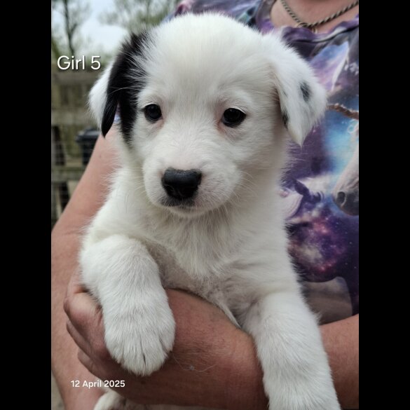 Mixed Breed - Both