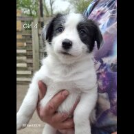 Mixed Breed - Both