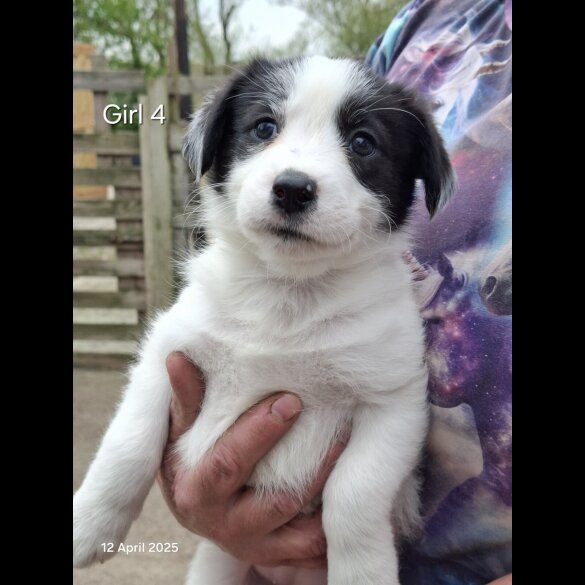 Mixed Breed - Both