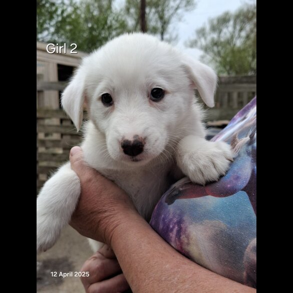 Mixed Breed - Both