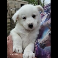 Mixed Breed - Both