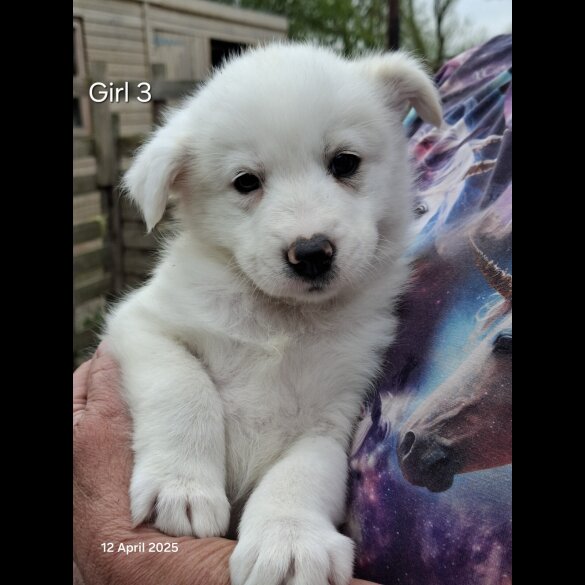 Mixed Breed - Both