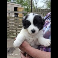 Mixed Breed - Both