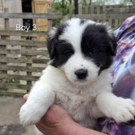 Border Collie - Both