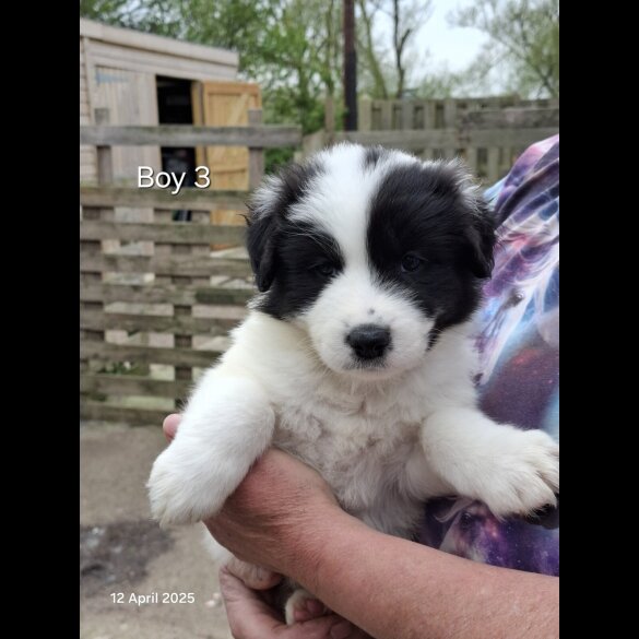 Mixed Breed - Both
