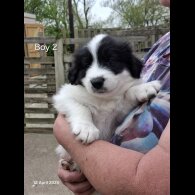 Mixed Breed - Both