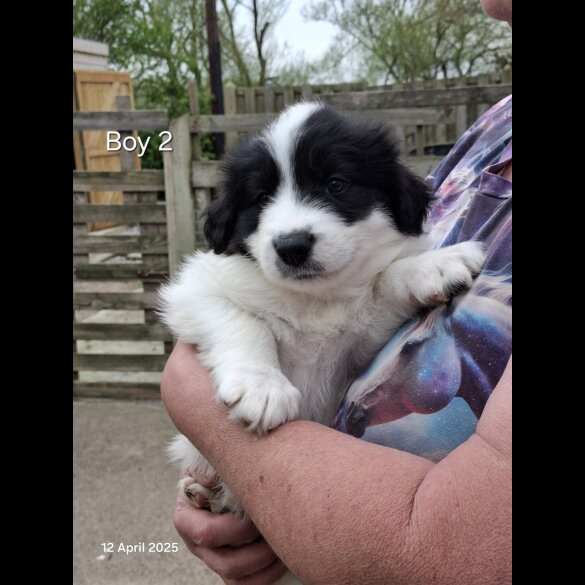 Mixed Breed - Both