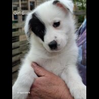 Mixed Breed - Both