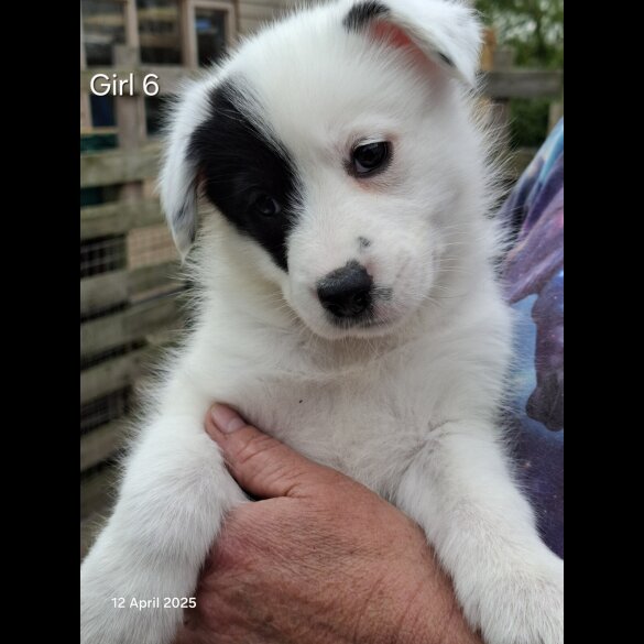 Mixed Breed - Both