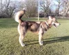 Saarloos Wolfdog