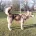 Saarloos Wolfdog