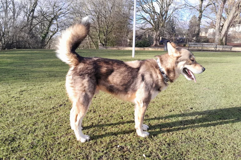 Saarloos Wolfdog