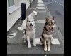 Saarloos Wolfdog