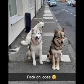 Saarloos Wolfdog