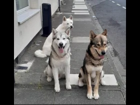 Saarloos Wolfdog