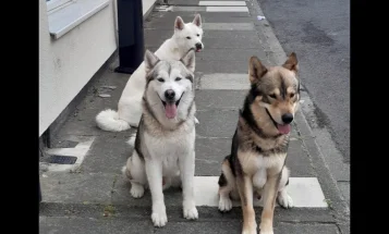 Saarloos Wolfdog