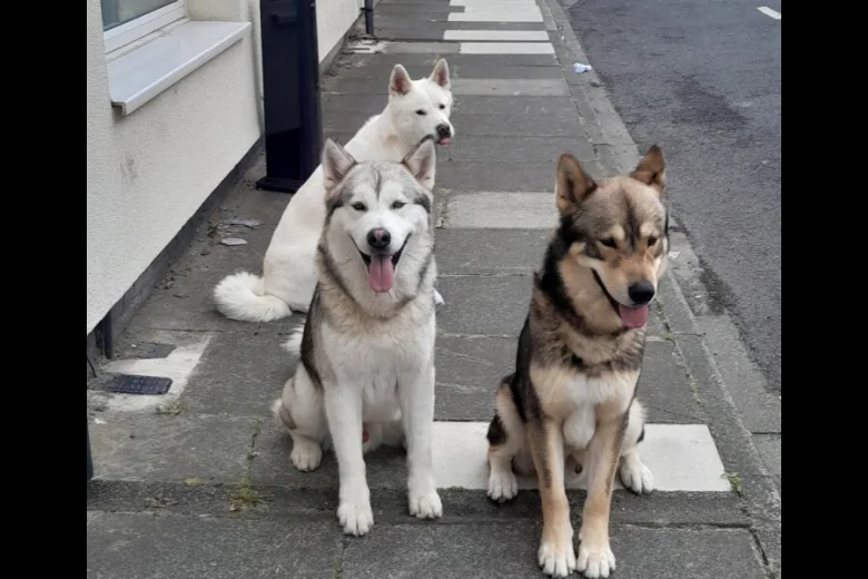 Saarloos Wolfdog