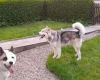 Saarloos Wolfdog