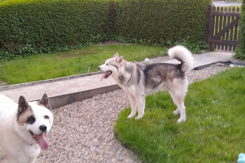Saarloos Wolfdog