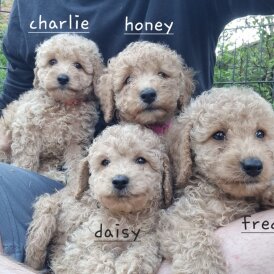 Schnoodle - Bitches