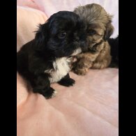 Shih Tzu - Dogs