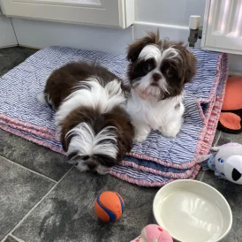 Shih Tzu - Bitches
