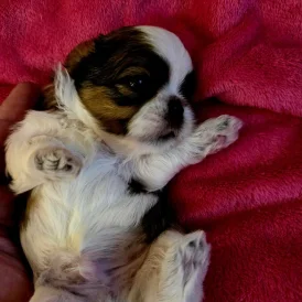 Shih Tzu - Dogs