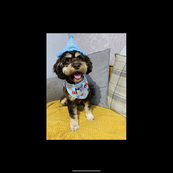 Shih Tzu